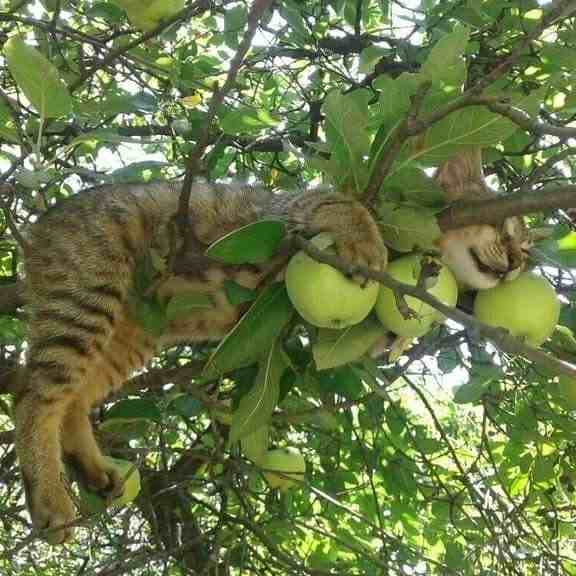 دانلود اهنگ امشب تا صبح خواب حرومه حال میکنیم دخترونه